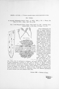 Puccinia phragmitis image